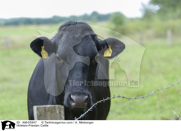 Holstein-Friesian Cattle / AM-05947