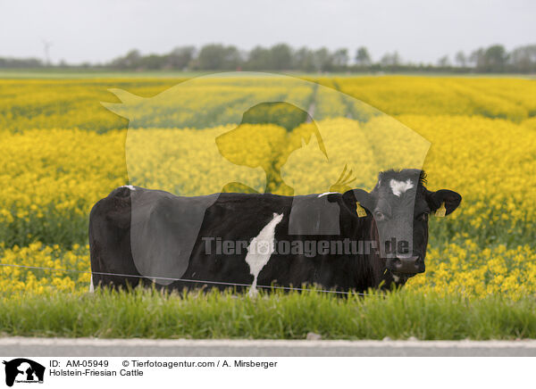 Holstein Friesian / Holstein-Friesian Cattle / AM-05949