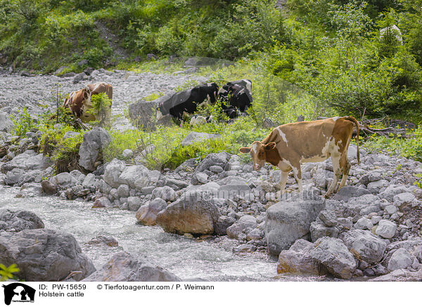 Holstein cattle / PW-15659