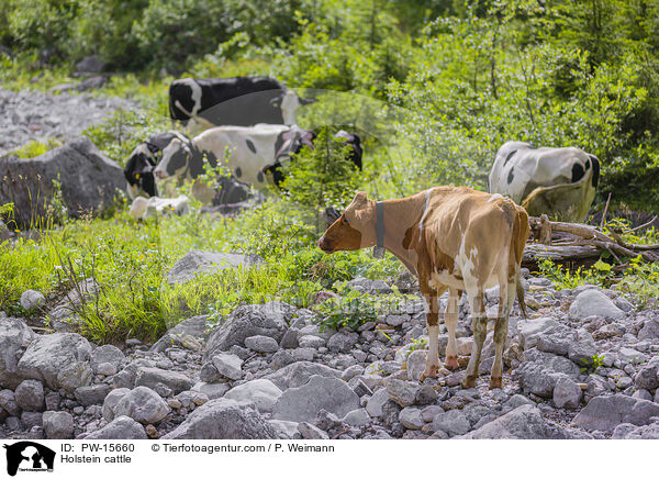 Holstein-Rind / Holstein cattle / PW-15660