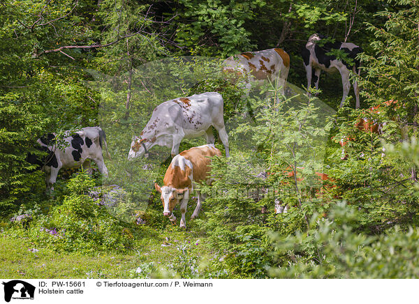 Holstein-Rind / Holstein cattle / PW-15661