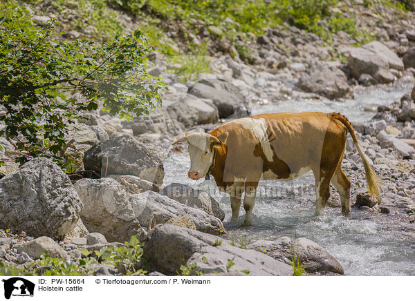Holstein cattle / PW-15664