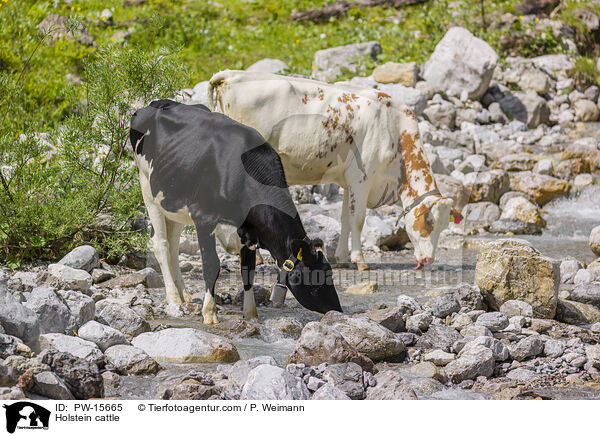 Holstein-Rind / Holstein cattle / PW-15665