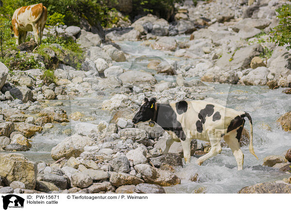 Holstein-Rind / Holstein cattle / PW-15671