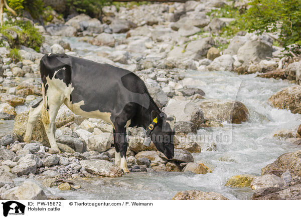 Holstein cattle / PW-15672