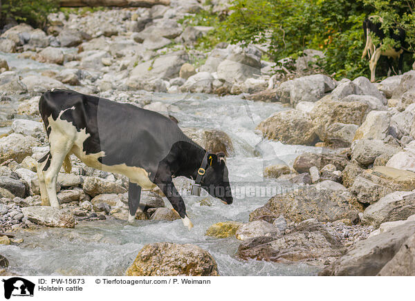 Holstein-Rind / Holstein cattle / PW-15673