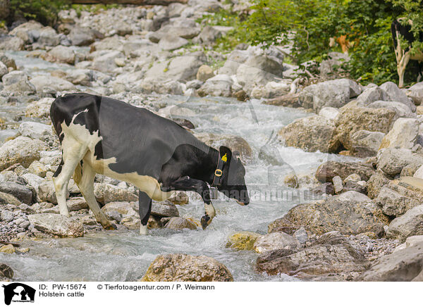Holstein cattle / PW-15674
