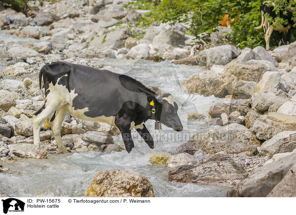 Holstein-Rind / Holstein cattle / PW-15675