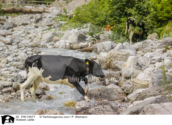 Holstein cattle / PW-15677