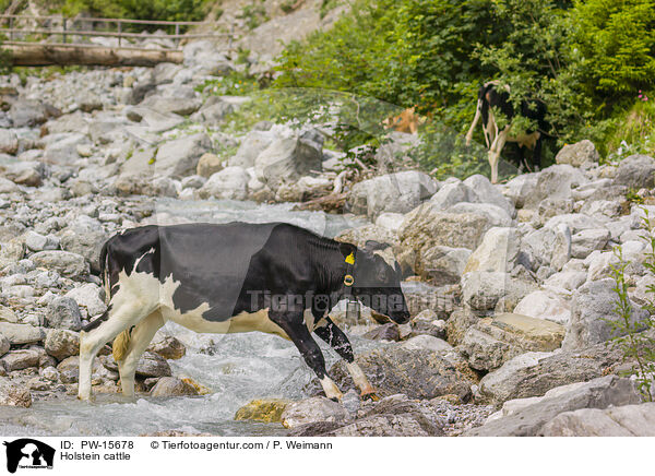 Holstein-Rind / Holstein cattle / PW-15678