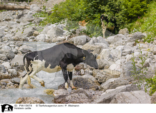 Holstein cattle / PW-15679