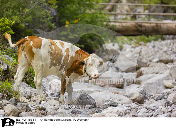 Holstein-Rind / Holstein cattle / PW-15681