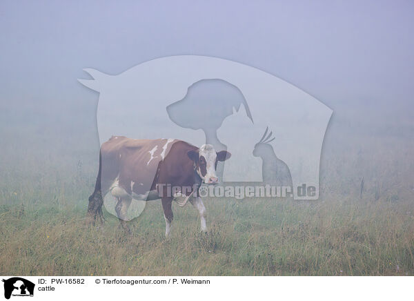 cattle / PW-16582