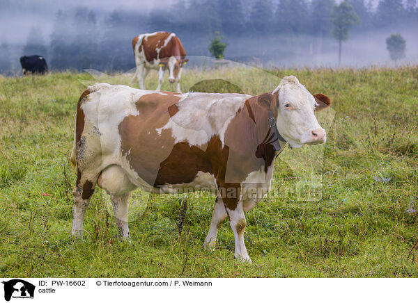 cattle / PW-16602