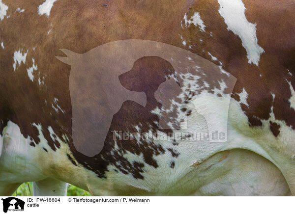 Rind / cattle / PW-16604