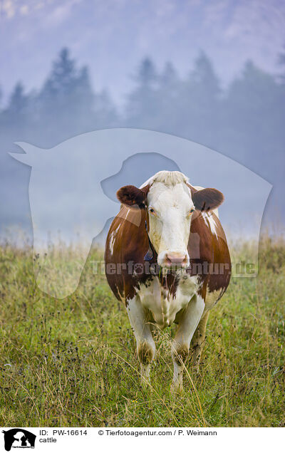 cattle / PW-16614