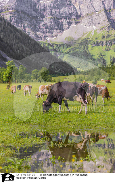 Holstein Friesian / Holstein-Friesian Cattle / PW-18173