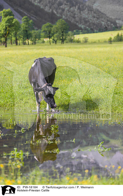 Holstein-Friesian / Holstein-Friesian Cattle / PW-18184