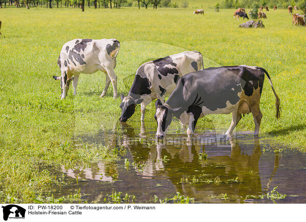 Holstein-Friesian / Holstein-Friesian Cattle / PW-18200