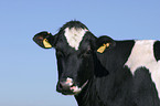 cow portrait