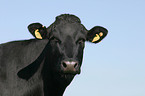 cow portrait