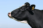 cow portrait