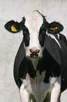 cow portrait