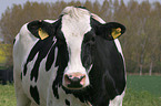 cow portrait