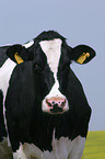 cow Portrait