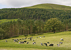 Holstein Friesians