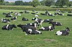 Holstein Friesians