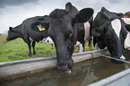 Holstein Friesians