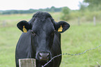 Holstein-Friesian Cattle