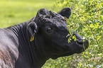 Holstein-Friesian Cattle