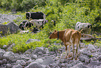 Holstein cattle