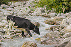 Holstein cattle