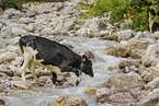 Holstein cattle