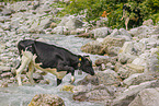 Holstein cattle