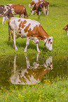 Red Holstein cattle