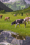 Holstein-Friesian Cattle