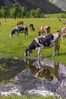 Holstein-Friesian Cattle