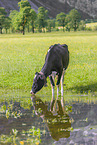 Holstein-Friesian Cattle