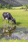 Holstein-Friesian Cattle