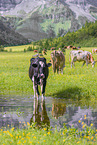 Holstein-Friesian Cattle