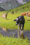 Holstein-Friesian Cattle