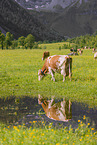 Red Holstein cattle