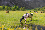 Holstein-Friesian Cattle