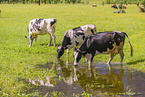Holstein-Friesian Cattle
