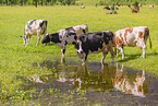 Holstein-Friesian Cattle