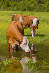Red Holstein cattle
